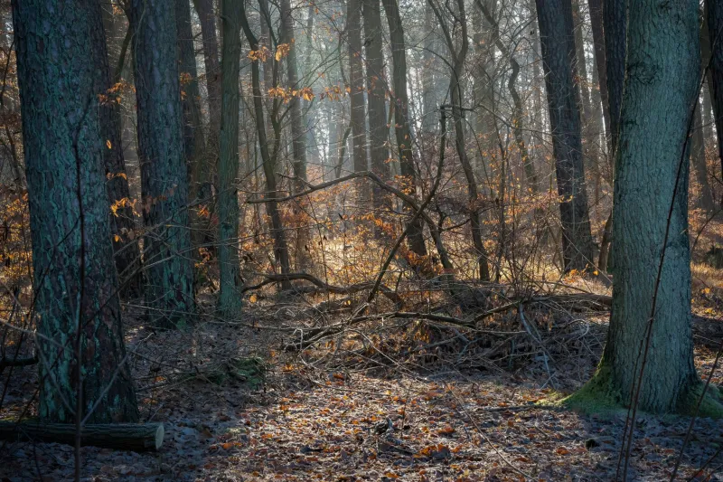 Why Does Late October Feel Like Summer? The Surprising Science Behind Indian Summer