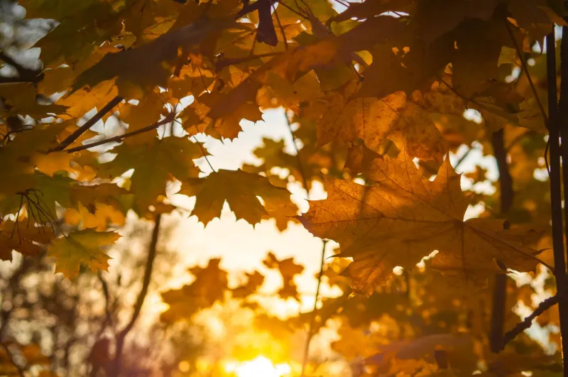 Warm Light and Borrowed Time: What Actually Creates Those Magic Late-Season Days